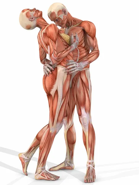 Női és férfi anatómiai test - pár — Stock Fotó