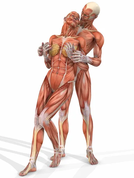 Corpo anatômico feminino e masculino - Casal — Fotografia de Stock