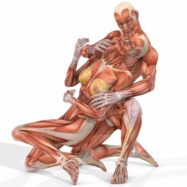 Anatomicznej ciała kobiet i mężczyzn - para — Zdjęcie stockowe