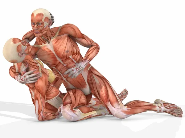 Női és férfi anatómiai test - pár — Stock Fotó
