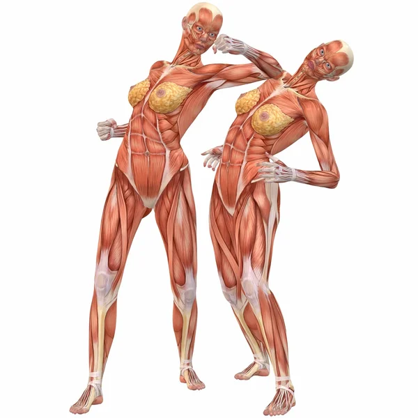Anatomía del cuerpo humano femenino-lucha callejera —  Fotos de Stock