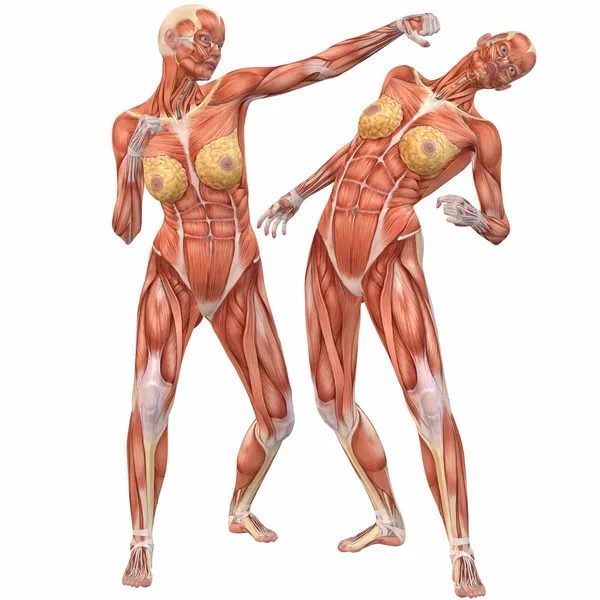 Vrouwelijke menselijk lichaam anatomie-straat strijd — Stockfoto