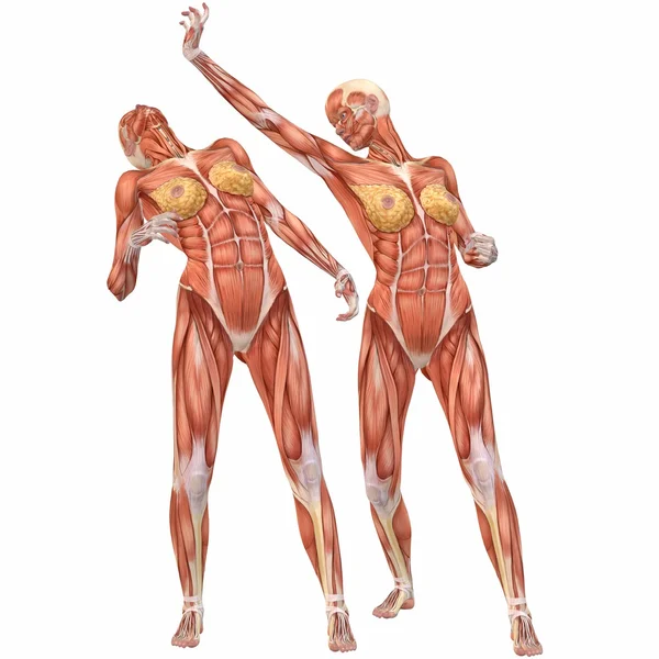 Female Human Body Anatomy-Street Fight — Stock Photo, Image