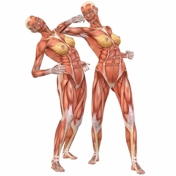 Corpo umano femminile Anatomia-Street Lotta — Foto Stock