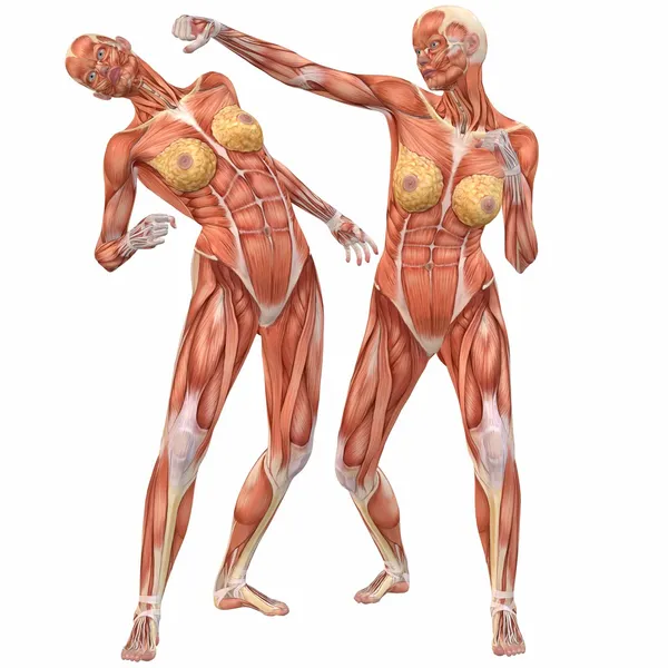 Anatomía del cuerpo humano femenino-lucha callejera —  Fotos de Stock