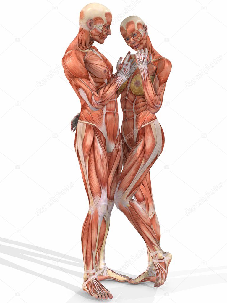 Female and Male Anatomic Body - Couple