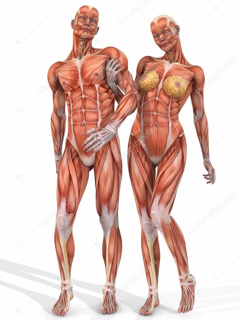 Female and Male Anatomic Body - Couple Stock Photo by ©Digitalstudio 2884643