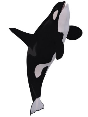 Orca - Killer Whale clipart