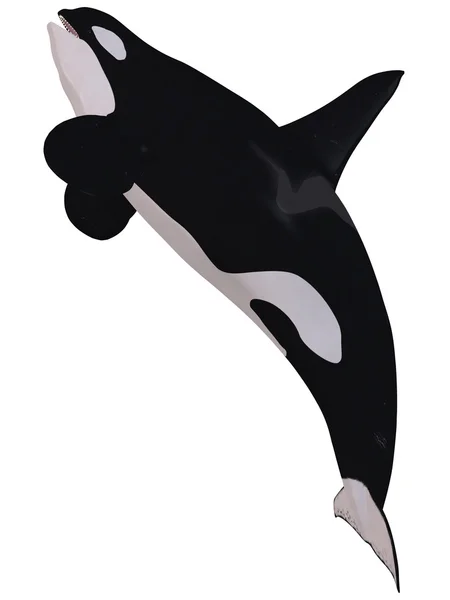 Orca - ballena asesina — Foto de Stock