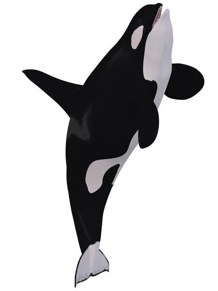 Orca - Schwertwal — Stockfoto