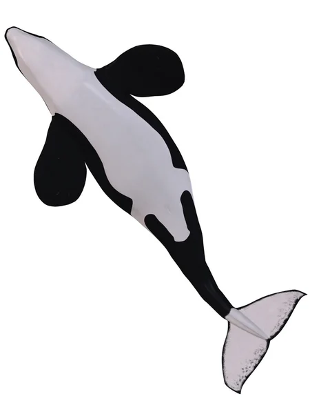 Orca - baleia assassina — Fotografia de Stock