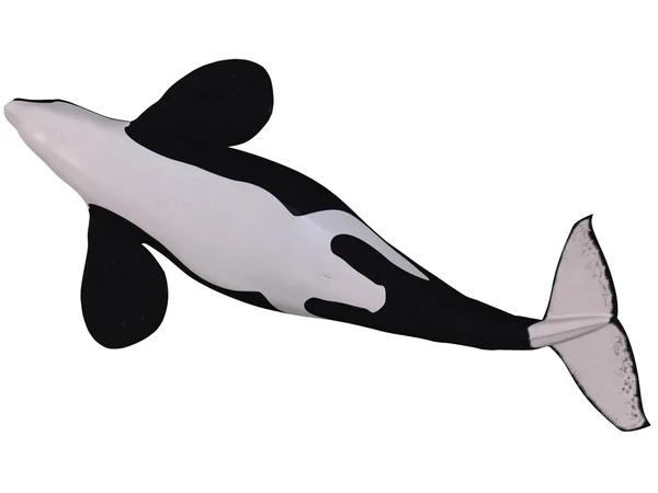 오르카-범 고래 — 스톡 사진