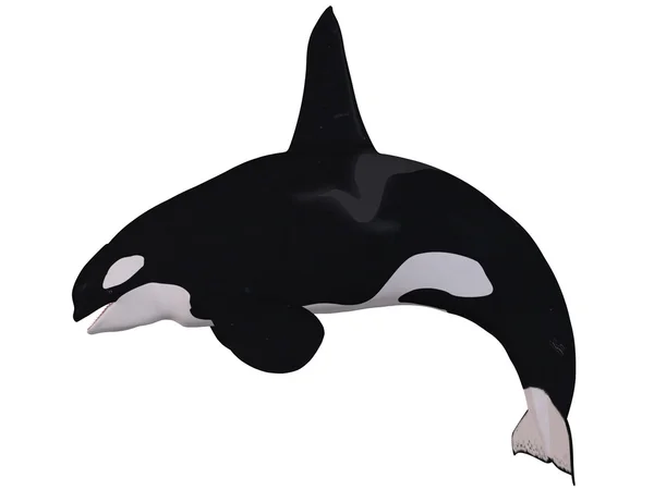 Orca - ballena asesina — Foto de Stock