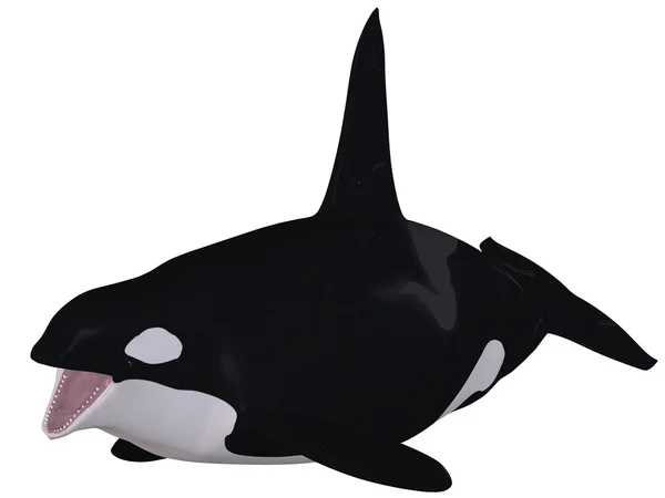 오르카-범 고래 — 스톡 사진