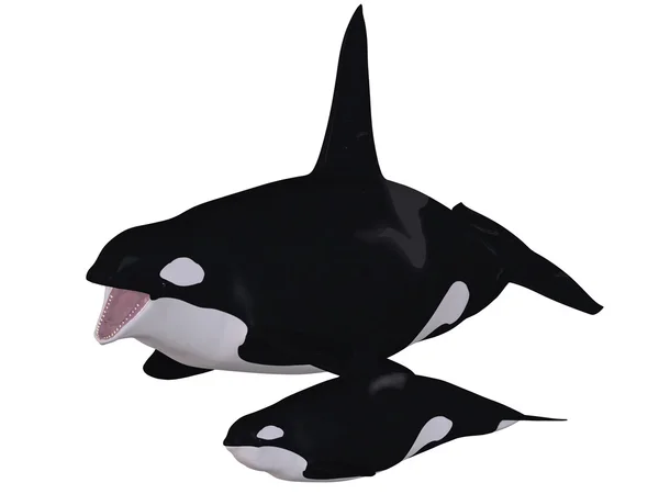 Orca - ballena asesina —  Fotos de Stock