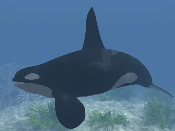Orca - balena assassina — Foto Stock