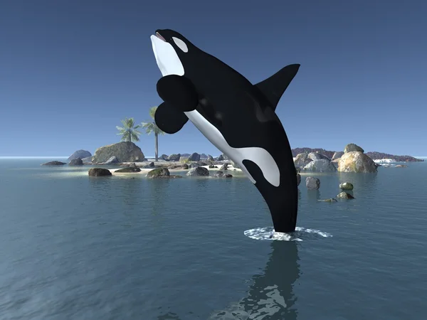 Orca - späckhuggare — Stockfoto
