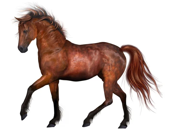 Piękny koń — Zdjęcie stockowe