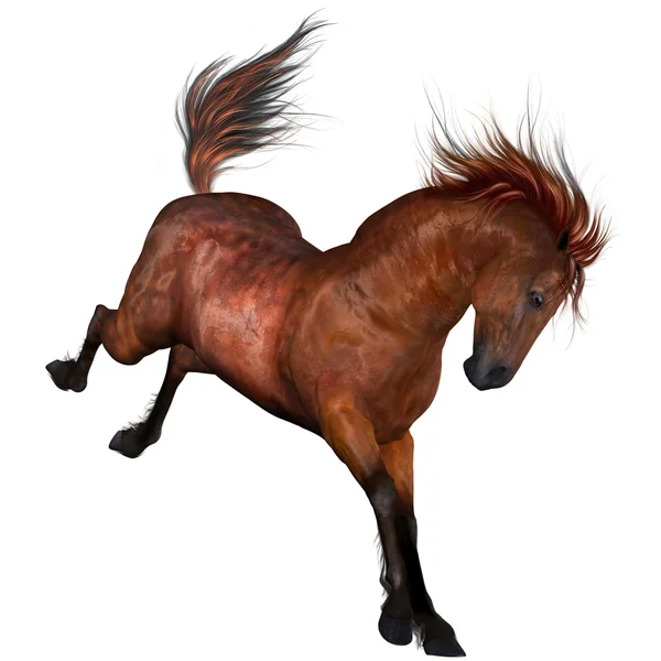 Beautiful Horse — Stock Photo, Image