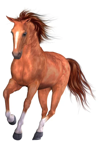 Schönes Pferd — Stockfoto