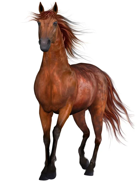 Belo cavalo. Imagem De Stock