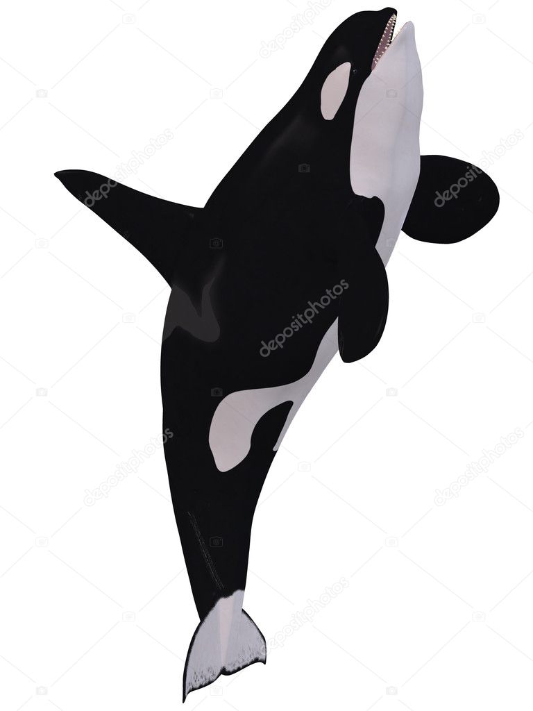 Orca - Killer Whale — Stock Photo © Digitalstudio #2986512