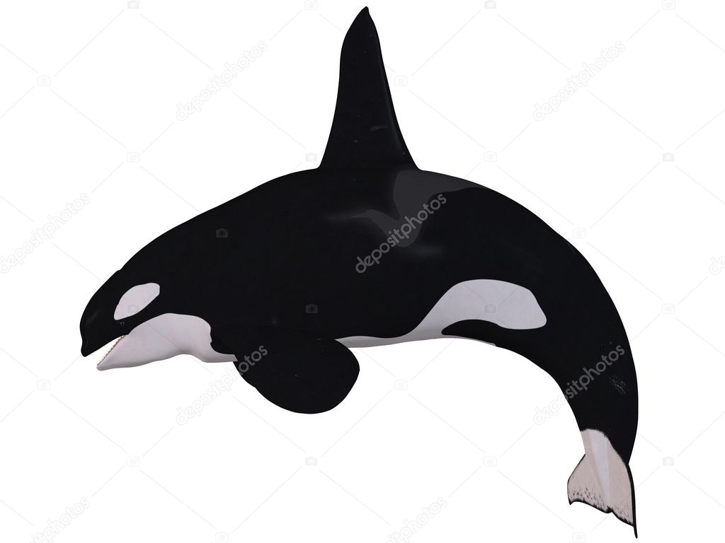 Orca - Killer Whale