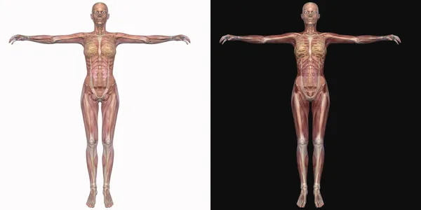 투명 한 근육을 가진 여성 골격 — 스톡 사진