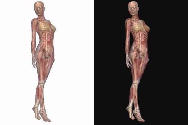 Esqueleto femenino con músculos transparentes —  Fotos de Stock