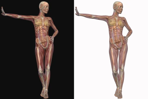 Squelette féminin avec muscles transparents — Photo