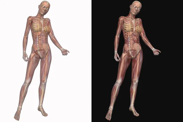 Kvinnliga skelett med transparent muskler — Stockfoto