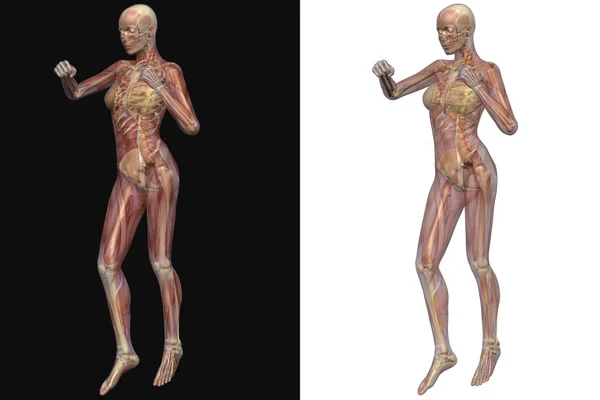 Şeffaf kaslı kadın iskeleti — Stok fotoğraf