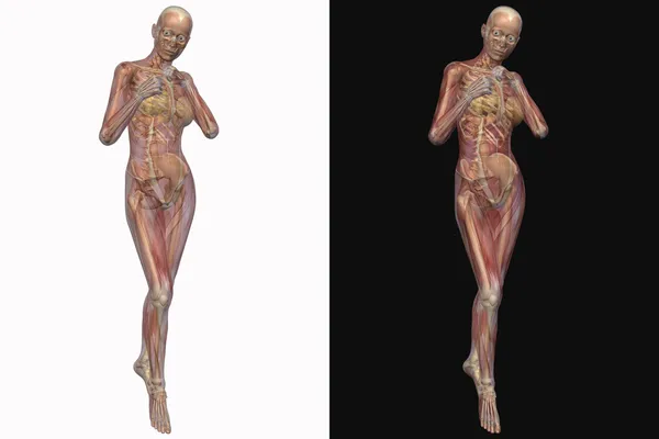 Ženské kostry s transparentní svaly — Stock fotografie