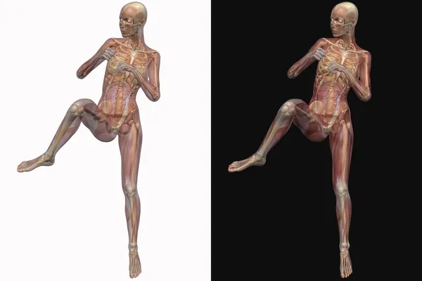 Vrouwelijke skelet met transparante spieren — Stockfoto