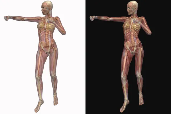 透明な筋肉を持つ女性のスケルトン — ストック写真
