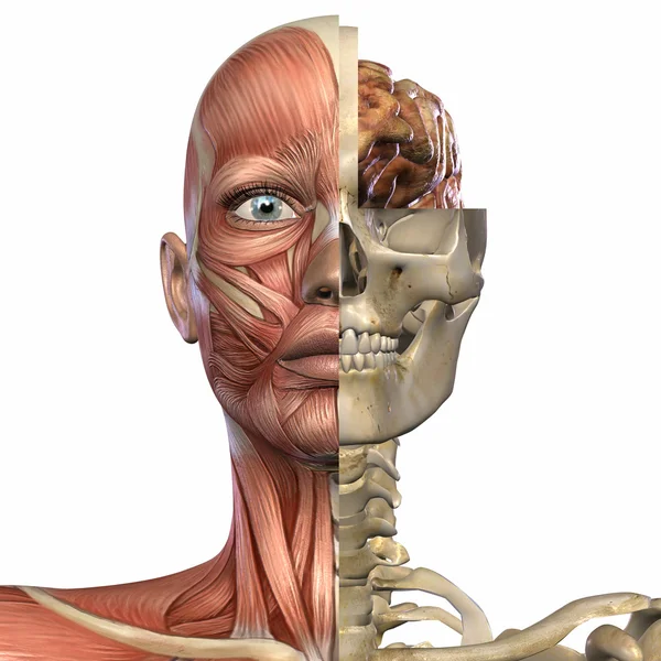 Corpo de Anatomia Feminina — Fotografia de Stock