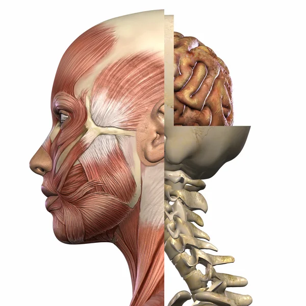 stock image Female Anatomy Body