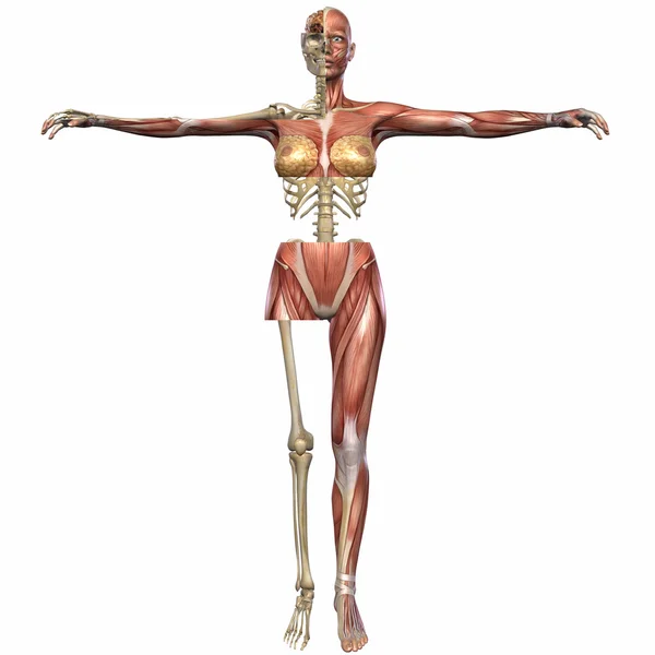 女性の解剖学ボディ — ストック写真