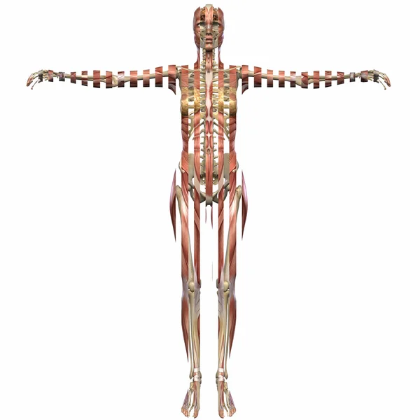 Corpo de Anatomia Feminina — Fotografia de Stock