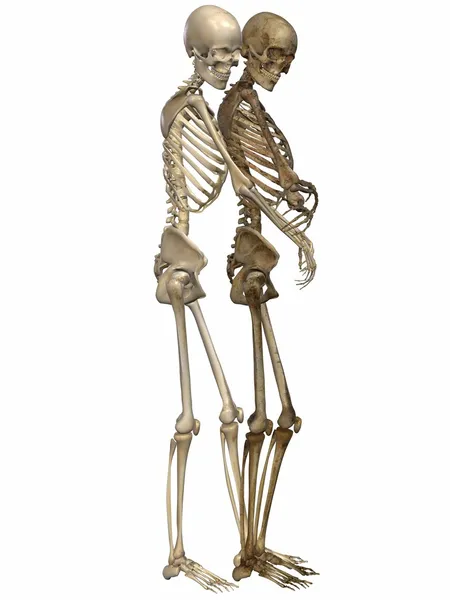 3D скелети Друзі назавжди — стокове фото