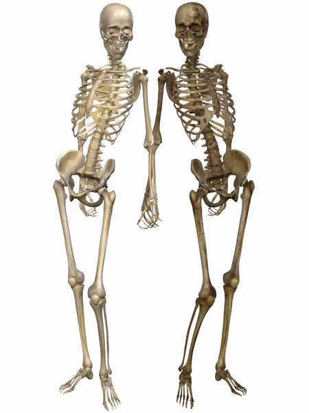 3 d σκελετοί - φίλοι για πάντα — Φωτογραφία Αρχείου