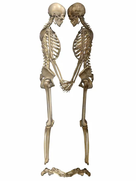 Squelettes 3 D - Amis pour toujours — Photo