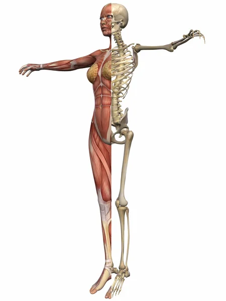 Cuerpo de anatomía femenina — Foto de Stock
