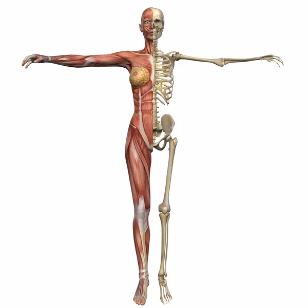 Vrouwelijke anatomie lichaam — Stockfoto