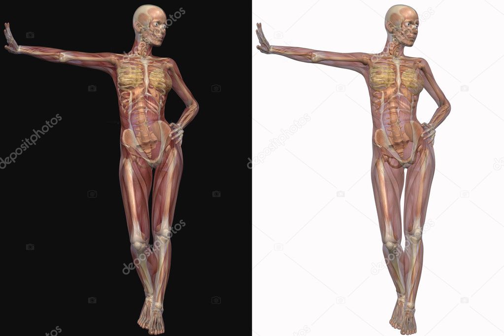 Female skeleton with transparent muscles