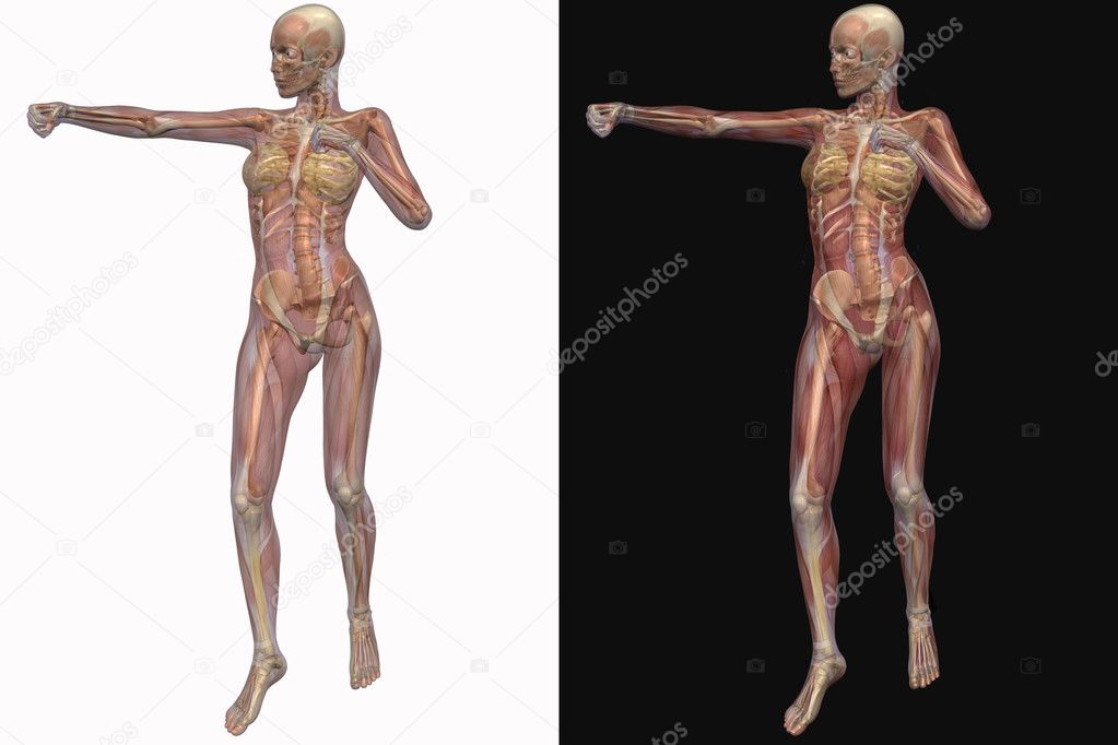 Female skeleton with transparent muscles