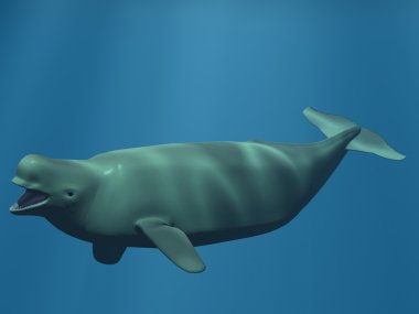 Beluga - White Whale clipart