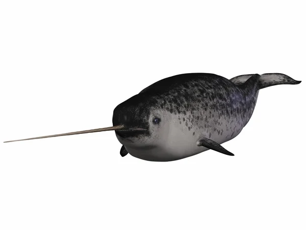 Narwhal — Stock Photo, Image