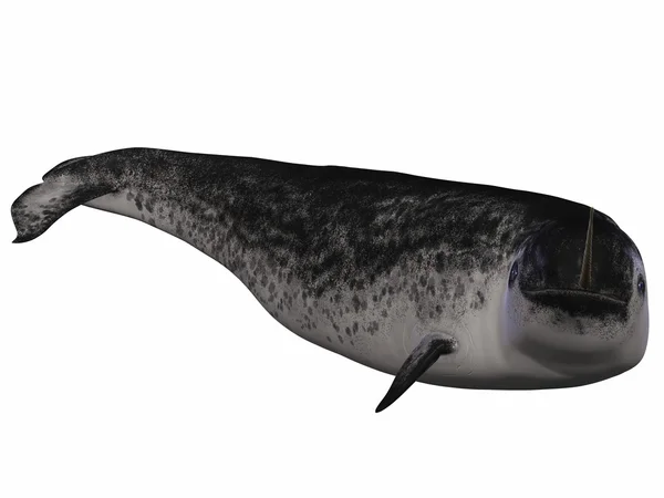 Narwhal — Stock Photo, Image