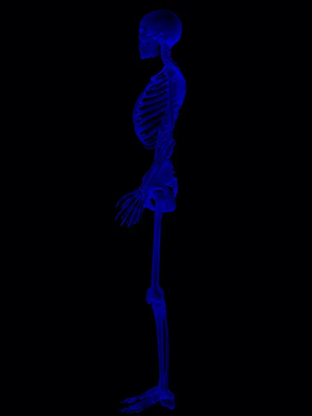 女性の解剖学 — ストック写真